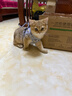 欢宠网猫咪牵引绳猫绳宠物防挣脱可调松紧背心式专用溜遛猫绳子外出用品 实拍图