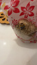 海陆牧阳新货生燕麦片非即食农家自产煮粥粗粮麦片麦仁早餐燕麦粥 农户手工新货燕麦片500g 实拍图