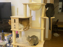 派阿哥全实木太空舱猫窝大型猫爬架豪华剑麻猫树一体猫咪跳台太空舱猫架 松木剑麻189*90*40 实拍图