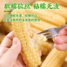 傣小瓜 拇指小玉米云南即食香糯手指玉米棒甜玉米杂粮轻食代餐早餐食品 拇指玉米500g*2袋【2斤】 实拍图