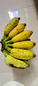 正宗苹果蕉广西香蕉自然熟新鲜水果奶蕉粉蕉小米芭蕉鹏贸 带箱2斤 实拍图