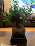开时果 小叶赤楠盆景摆件 办公室桌面绿植花卉好养盆栽植物源头直发包邮 【热销款】舍得紫砂盆+苔藓+底座 实拍图