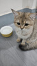 腆宠宠物航空箱小号 猫咪航空箱猫狗 猫包猫笼外出车载猫箱狗狗托运 实拍图