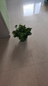 双盟绿萝盆栽除甲醛花卉绿植办公室新房净化空气180加仑4盆装源头直发 实拍图