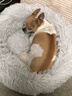 憨憨乐园狗窝猫窝垫子小型犬泰迪宠物窝床猫咪狗狗四季保暖窝垫子长毛窝M 实拍图