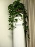 双盟绿萝盆栽除甲醛花卉绿植办公室新房净化空气160白2盆源头直发 实拍图