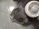HELLOJOY宠物猫毛梳喷雾按摩梳去浮毛开结撸猫针梳猫咪梳毛专用神器猫梳子 实拍图