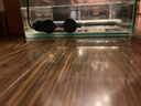 YEE不锈钢加热棒防爆自动恒温水族箱加热器鱼缸小型乌龟缸加温棒 100W【特硬玻璃款】适合30-40cm鱼缸 实拍图