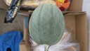 正宗哈密瓜西州蜜大果甜瓜新鲜采摘蜜瓜脆甜多汁整箱 哈密瓜4-5斤（1-2粒装） 实拍图
