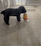 疯狂的主人猫玩具小黄鸭漏食器冻干发射器猫咪狗狗自嗨解闷放零食玩具逗猫棒 实拍图