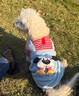 阿莫尔狗狗衣服秋冬装加厚可牵引泰迪比熊博美小型犬保暖可爱四脚衣新款 红条纹帽子狗 XXL（建议13-18斤 参考胸围背长） 实拍图