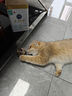 欢宠网猫薄荷球猫玩具猫咪磨牙棒逗猫自嗨解闷神器磨牙猫猫小猫幼猫宠物 实拍图