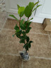 盆栽茶花苗 山茶花苗绿植花卉盆栽四季好养茶花树苗盆栽耐寒花卉观花植物室内花卉绿植开花不断 不含盆 五色赤丹(强力推荐) 2年苗 实拍图