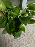 双盟绿萝盆栽除甲醛花卉绿植办公室新房净化空气180加仑4盆装源头直发 实拍图