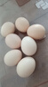 农家新鲜现捡土鸡蛋谷物饲养新鲜鸡蛋柴鸡蛋约40g/枚左右早餐买菜 8枚 实拍图