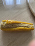 傲货 玉米糯玉米棒非转基因甜糯熟黏玉米粒真空生鲜老苞米8根 傲货黄糯玉米8穗*260克 箱 实拍图