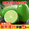 村下佬海南无籽香水柠檬新鲜现摘现发青柠檬暴打柠檬茶奶茶店推荐 海南无籽香水柠檬-单果80g 中果：9斤 实拍图