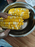 云南高原新鲜水果玉米起脆甜爆浆可生吃现采现发300g/棒营养早餐 水果玉米1.8-2斤含箱 实拍图