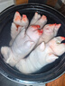 带筋纯前蹄 现杀土猪蹄整只新鲜散养农家带筋猪蹄子猪手猪蹄切块 纯前蹄整个带筋4斤装 实拍图