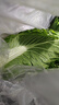 良知农哥【顺丰】东北新鲜白菜叶饭包大白菜叶子打包 新鲜蔬菜 20片菜叶+酱 实拍图