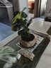 八芽盆栽小盼菩提树植物室内禅意盆景办公室桌面好养绿植源头直发包邮 莲花盆菩提（含紫砂托盘） 实拍图