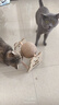 HELLOJOY逗猫咪玩具自嗨解闷猫抓板幼猫爪板小猫抓球耐抓不掉屑耐磨猫爬架 实拍图