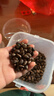 云南4斤新鲜生松子25新货落水黑松子湿野生原味散装2斤批发大颗粒 松子1斤赠夹/精美布袋装 实拍图