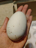 【不等库存 只发鲜货】山林散养土鹅蛋 现捡现发 孕妇土鹅蛋 130-160克大号蛋 12枚 实拍图