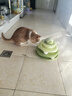 licheers猫玩具猫咪转盘四层自嗨解闷神器宠物玩具猫抓板逗猫玩具猫咪用品 实拍图