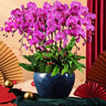 绿韵花田【两小时达】蝴蝶兰盆栽带花苞花剑花盆真花兰花开业乔迁生日礼物 14株紫色（瓷盆随机） 实拍图
