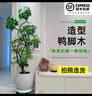 叹为观止大型植物发财树各种大颗盆栽开业乔迁客厅办公室内好养大型花卉 造型鸭脚木【1.5-1.7米】 含盆 实拍图
