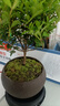 八芽 小叶赤楠盆景摆件室内绿植花卉盆栽老桩客厅办公室桌面好养植物 （舍得紫砂盆赤楠+苔藓铺面+底座） 实拍图