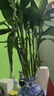 叹为观止大型植物发财树各种大颗盆栽开业乔迁客厅办公室内好养大型花卉 造型鸭脚木【1.5-1.7米】 不含盆 实拍图