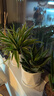 叹为观止大型植物发财树各种大颗盆栽开业乔迁客厅办公室内好养大型花卉 造型鸭脚木【1.4-1.6米】 含盆 实拍图