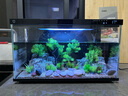米家（MIJIA）小米米家智能生态鱼缸还原自然生态补仓一次三月无忧出差旅行必备 实拍图