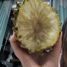 正宗海南金钻凤梨新鲜水果当季树上熟芒果凤梨【催熟食用】 1粒装单果500g-650g【7成熟，催熟再吃】 实拍图