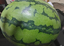 京鲜生 无籽麒麟大西瓜 1粒装 7-9斤 生鲜水果 晒单实拍图