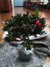 【莎之槿园艺】杜鹃花苗盆栽带花苞四季开花不断室内观花卉绿植植物老桩大棵好养 西玛杜鹃花+简易盆(带花苞) 含盆 实拍图