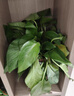 双盟 绿萝盆栽除甲醛花卉绿植办公室新房净化空气110款10盆装源头直发 实拍图