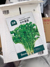 北蔬香菜种子苗老品种四季盆栽大叶芫荽阳台菜籽 大叶香菜籽种子600粒 实拍图