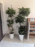 叹为观止大型植物发财树各种大颗盆栽开业乔迁客厅办公室内好养大型花卉 三层幸福树【1.5-1.7米】 含盆 实拍图