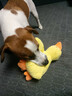 欢宠网宠物狗玩具狗狗自己玩解闷自嗨耐咬磨牙发声小狗幼犬遛狗逗狗神器 实拍图