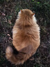 福摩（Fromm）无谷全家禽猎鸟配方猫粮 4磅(1.81kg)  适口性佳 实拍图