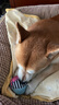 SMARTBONES狗狗磨牙棒狗咬胶零食幼犬训练奖励耐咬骨头小型犬泰迪 牛肉味迷你洁骨 4包共64支1020g 实拍图