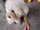 波奇多 牛皮骨7.5cm(4根)狗狗零食磨牙棒牛皮压骨洁齿神器骨头咬胶训练 实拍图
