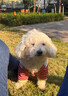 阿莫尔狗狗衣服秋冬装加厚可牵引泰迪比熊博美小型犬保暖可爱四脚衣新款 红条纹帽子狗 XXL（建议13-18斤 参考胸围背长） 实拍图