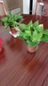 绿有意绿萝盆栽除甲醛室内好养花卉植物绿萝批发办公室新房装修净化空气 110#原盆储水盆10盆装+4肥 带盆带土发货 实拍图