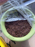 史丹利大块椰砖营养土椰糠养花通用型花土椰壳种菜专用脱盐椰子土 实拍图