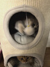 兽牌树洞剑麻桶猫窝猫抓板一体剑麻猫爬架双层大猫屋半封闭式冬季保暖 燕麦奶白丨三层剑麻桶 实拍图