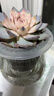行湘水培绿植粉掌盆栽花卉水养鲜花好养活 粉掌2株【不含盆】源头直发 实拍图